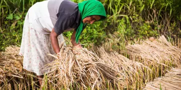 Sri Lankan woman working in wheat fields just outside Dambulla, Central Province, Sri Lanka, Asia. This is a photo of a Sri Lankan woman working in wheat fields just outside Dambulla, Central Province, Sri Lanka, Asia.