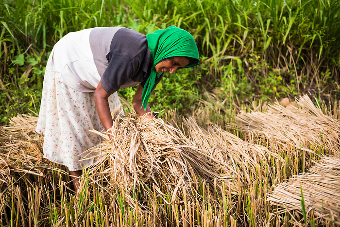 Sri Lankan woman working in wheat fields just outside Dambulla, Central Province, Sri Lanka, Asia. This is a photo of a Sri Lankan woman working in wheat fields just outside Dambulla, Central Province, Sri Lanka, Asia.